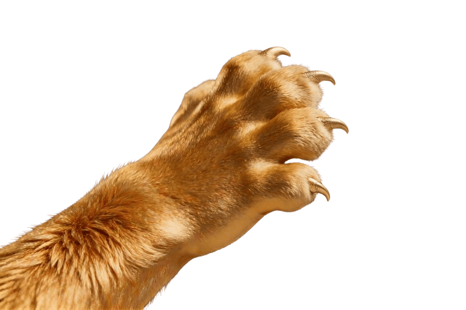 Lion Paw swipe